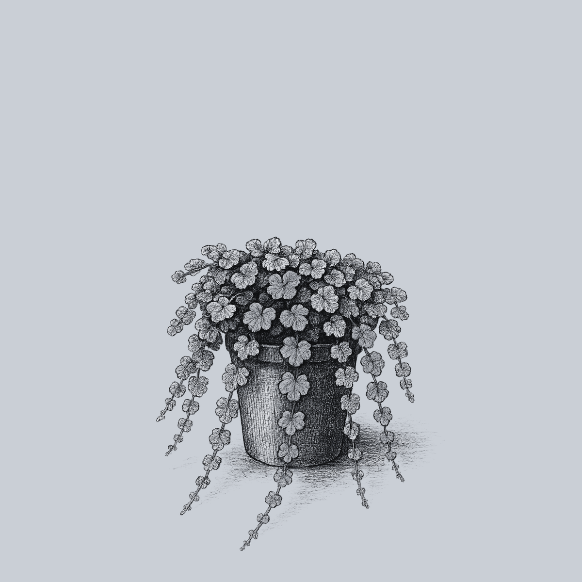 Creeping Raspberry – Plant Detectives