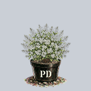 Creme Fraiche Deutzia
