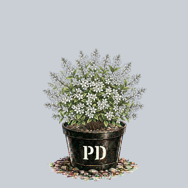 Creme Fraiche Deutzia
