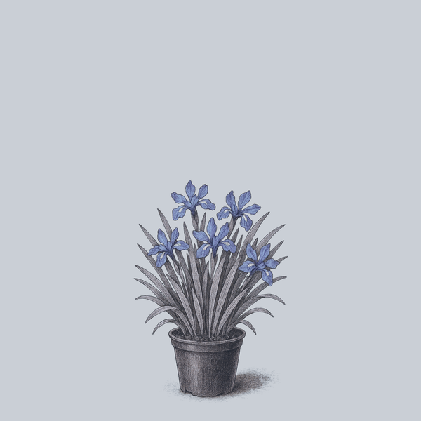 Crested Iris
