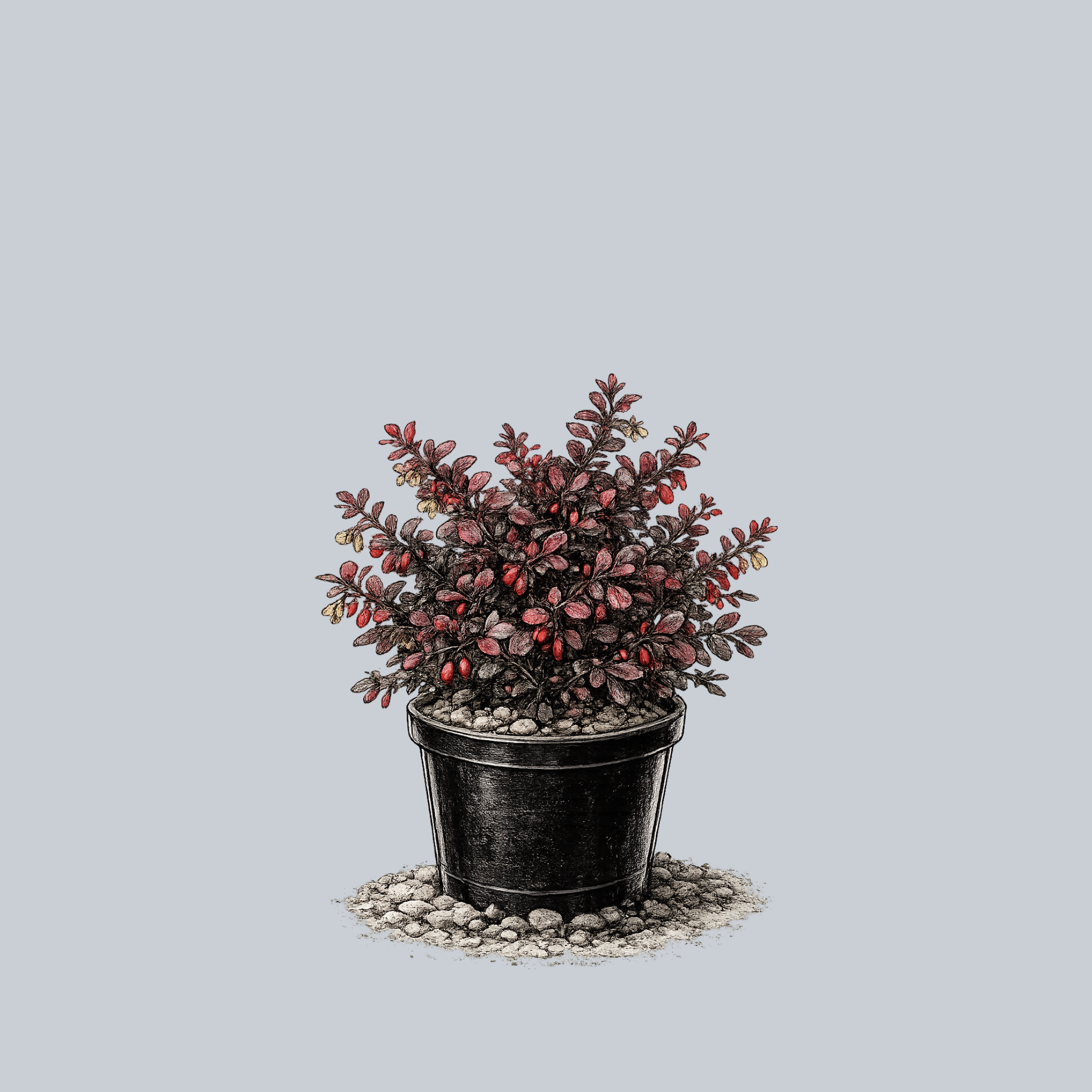 Crimson Pygmy Barberry – Plant Detectives
