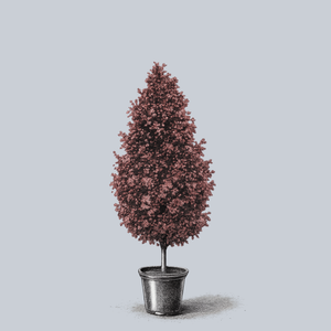 Crimson Sentry Norway Maple