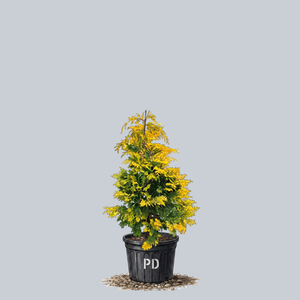 Cripps Golden Hinoki Cypress