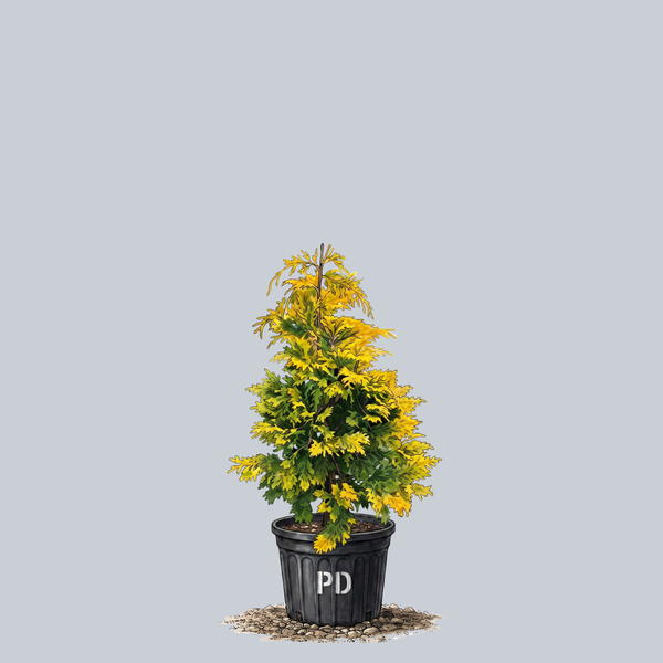 Cripps Golden Hinoki Cypress