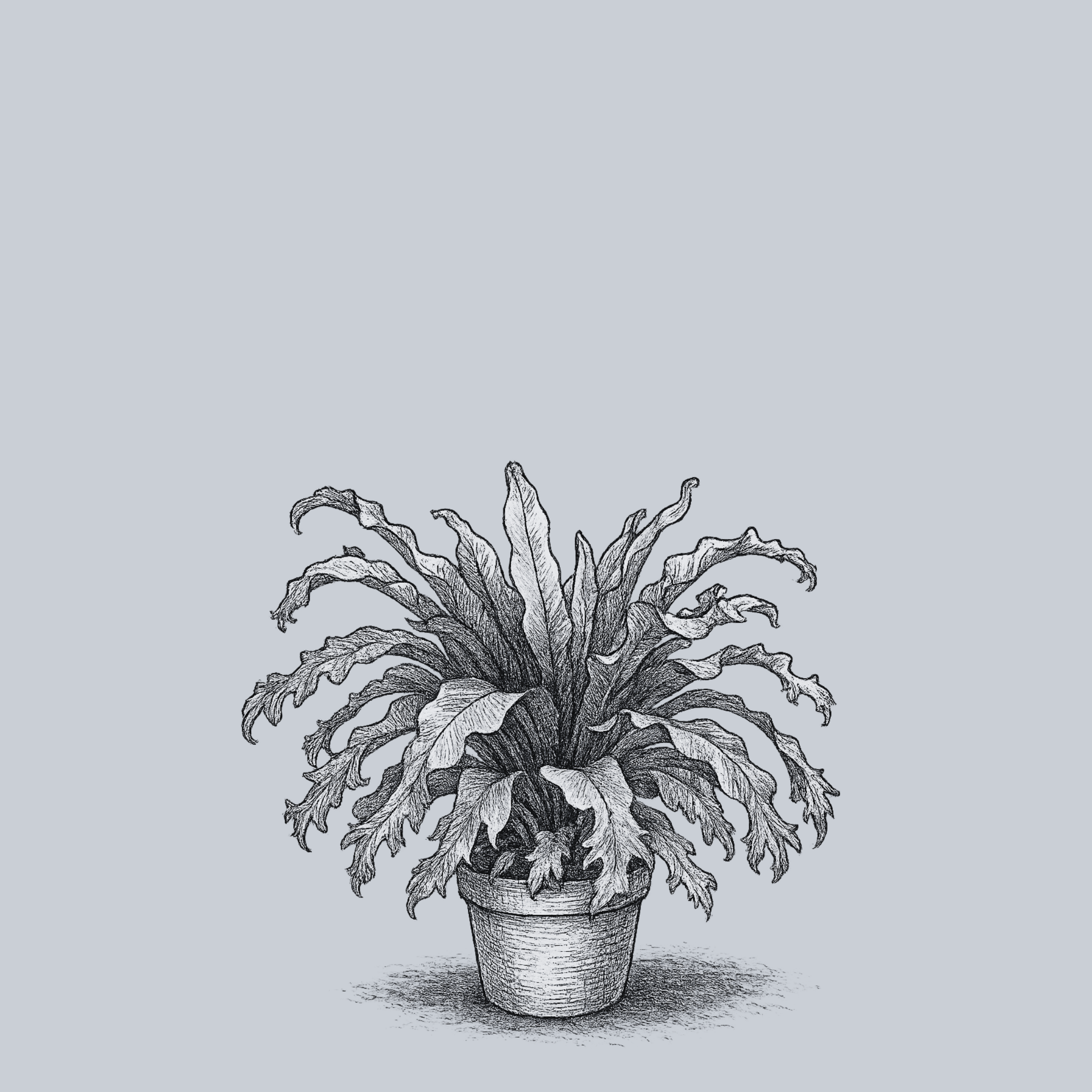 Crissie Bird's Nest Fern – Plant Detectives