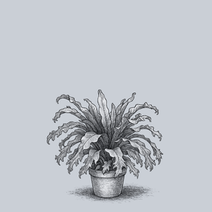 Crissie Bird's Nest Fern