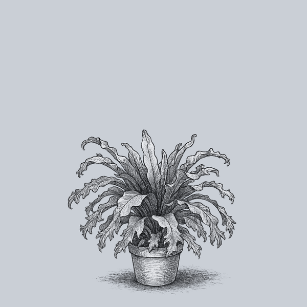 bird's nest fern black center Crissie Bird's Nest Fern – Plant Detectives