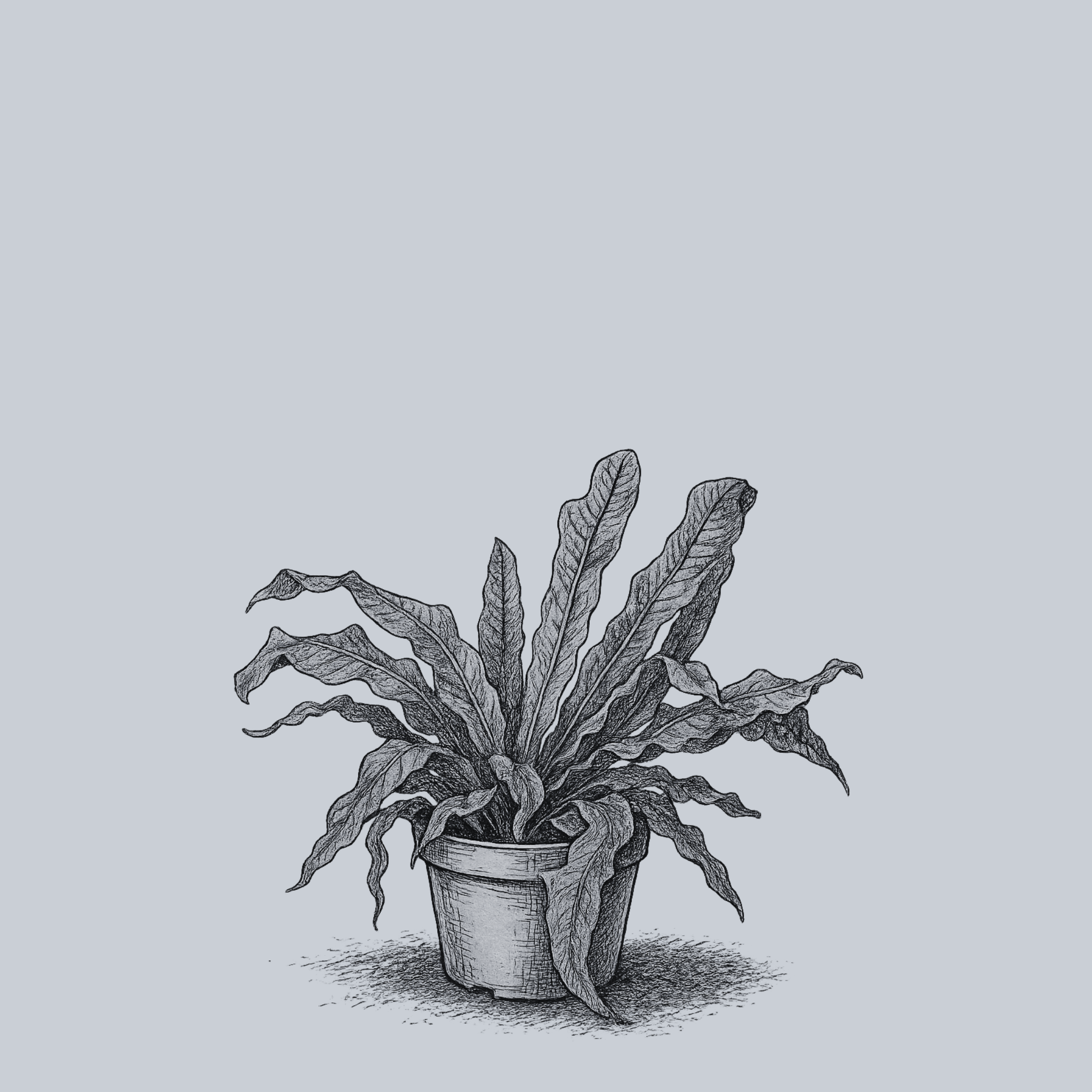 crocodile birds nest fern Crocodile Fern – Plant Detectives