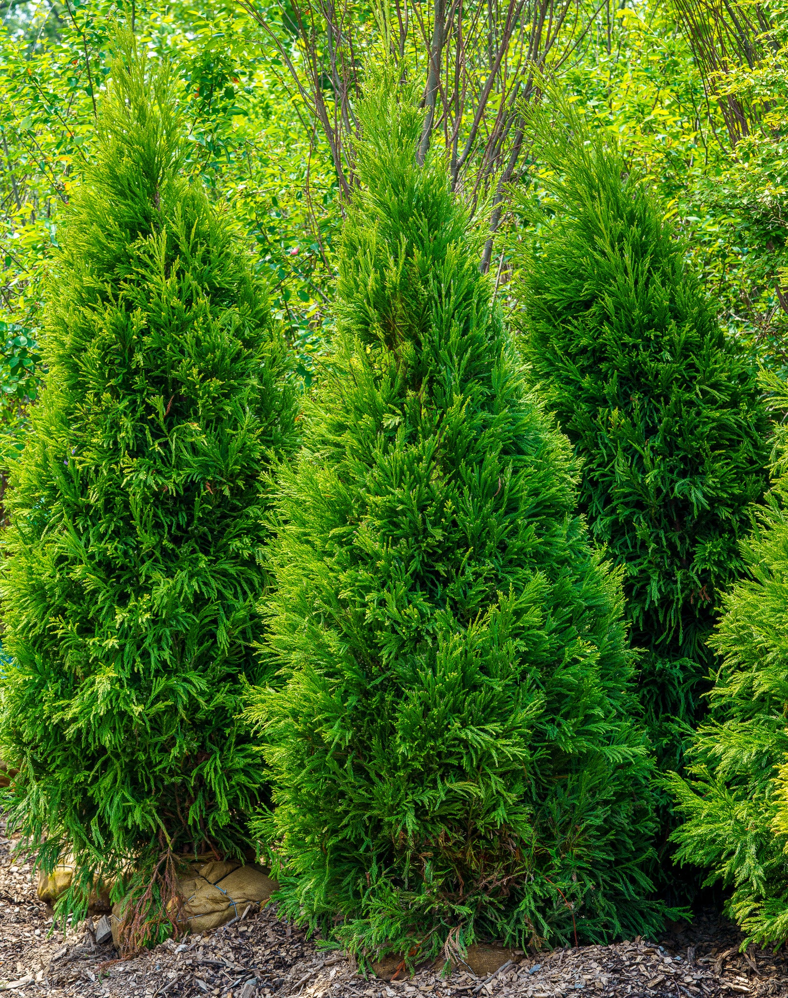 The Cryptomeria Guide – Plant Detectives