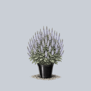 Crystal Blue Meadow Sage