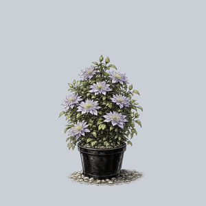 Crystal Fountain Clematis