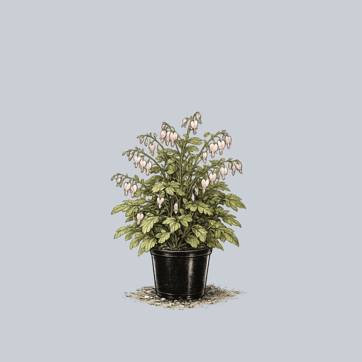 Cupid Bleeding Heart – Plant Detectives