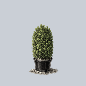 Cylinder Green Mountain Boxwood