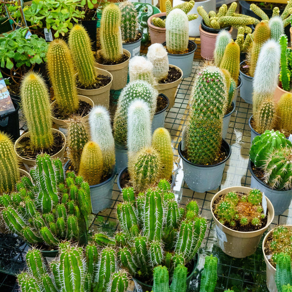 Cactus