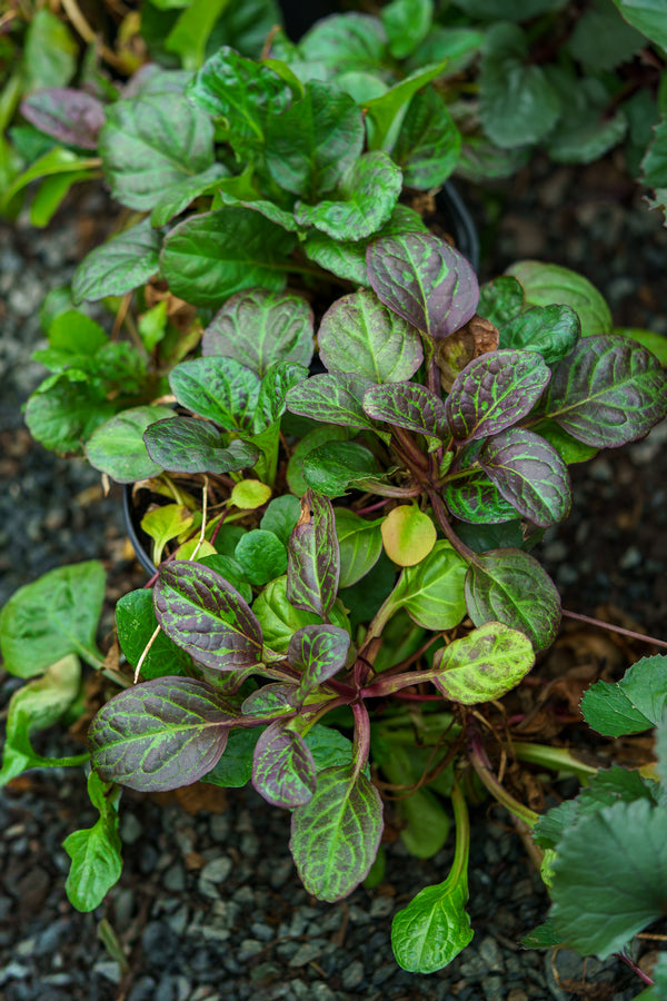 Caitlin's Giant Bugleweed