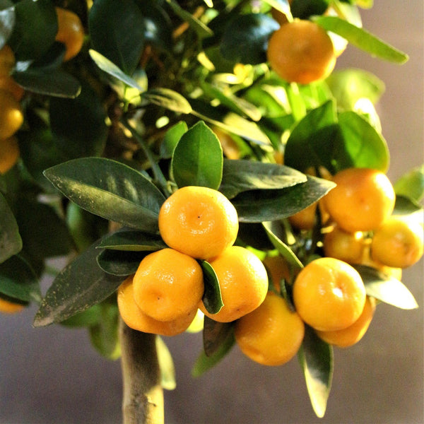 Calamondin Orange