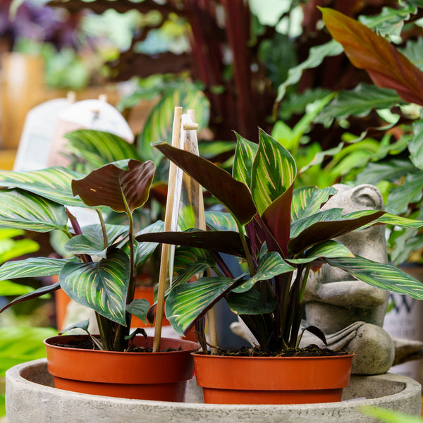 Beauty Star Calathea - Calathea - Houseplants