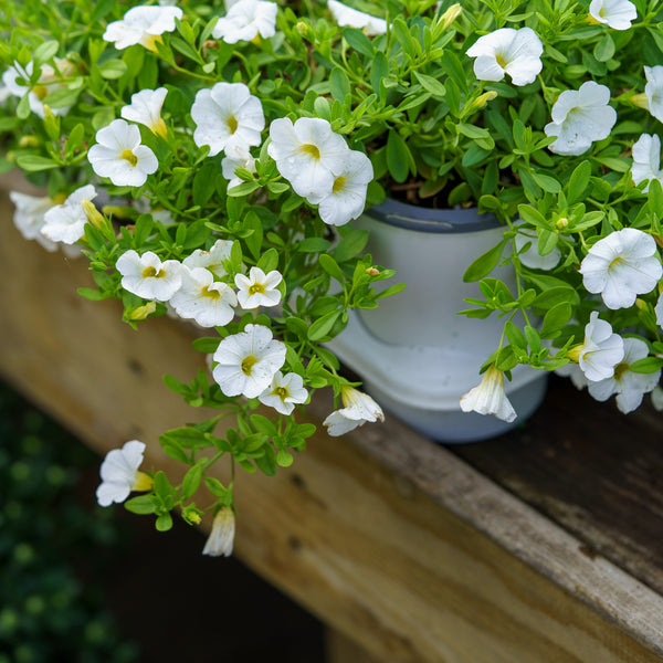 Calibrachoa