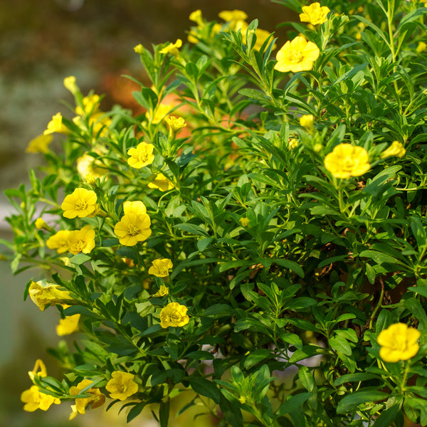 Calibrachoa