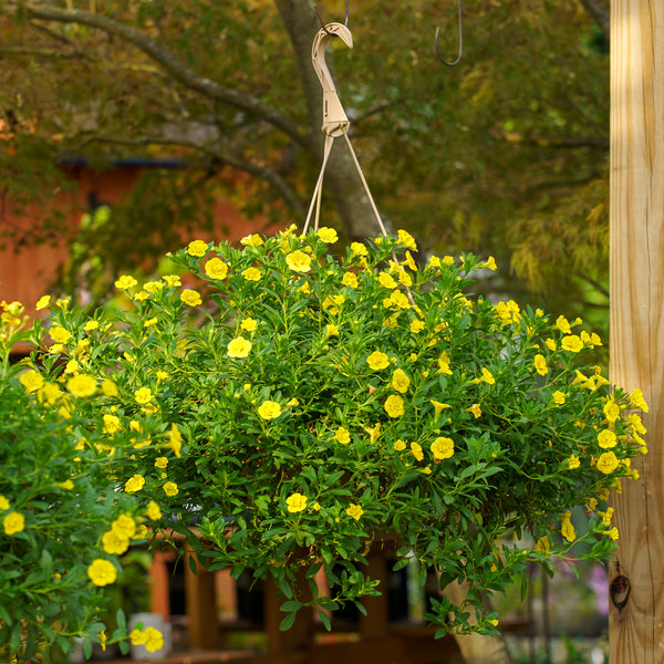 Calibrachoa