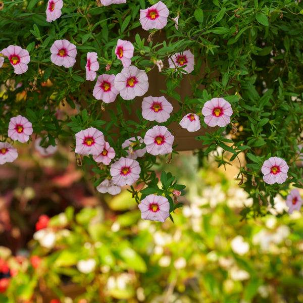 Calibrachoa