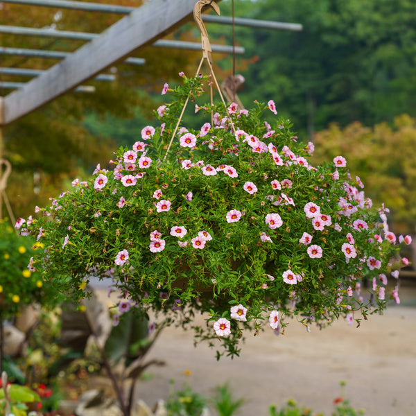 Calibrachoa