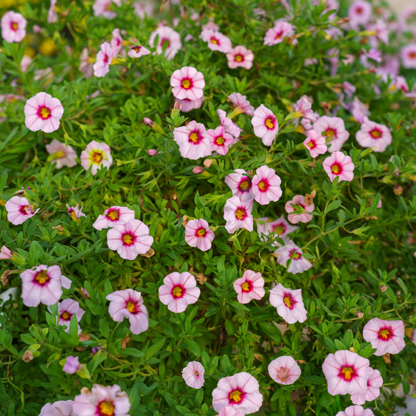 Calibrachoa