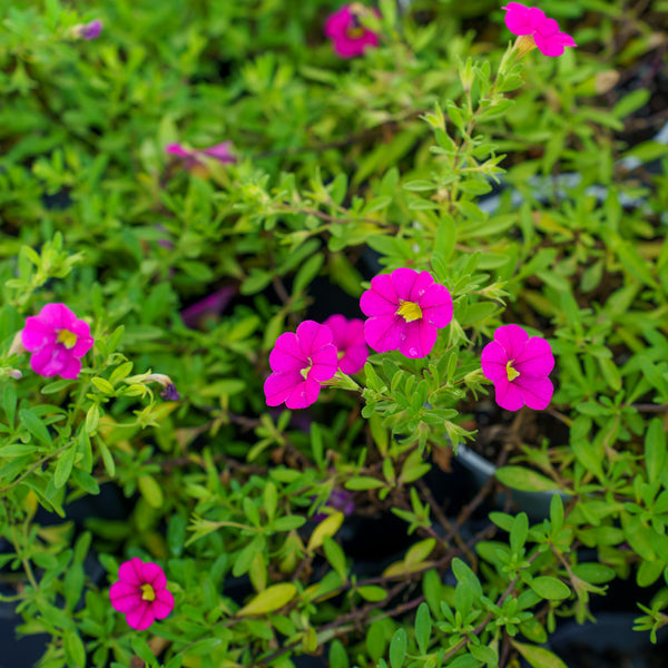 Calibrachoa