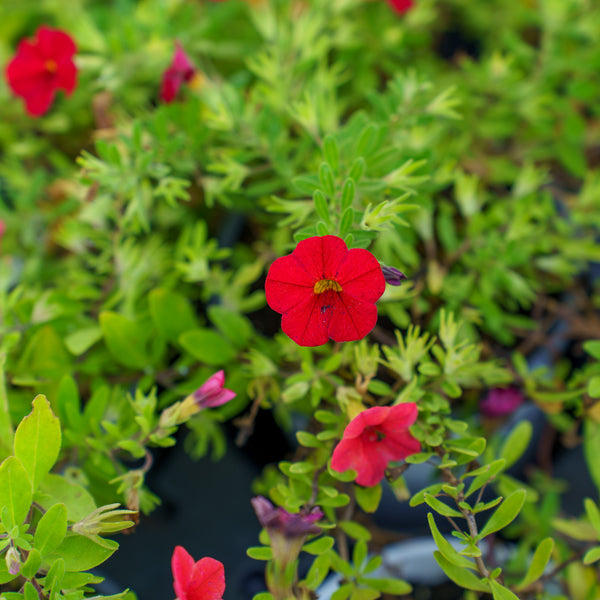 Calibrachoa