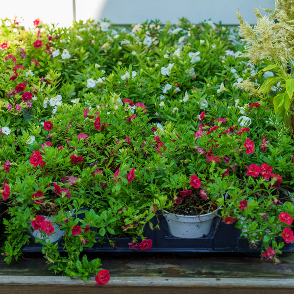 Calibrachoa