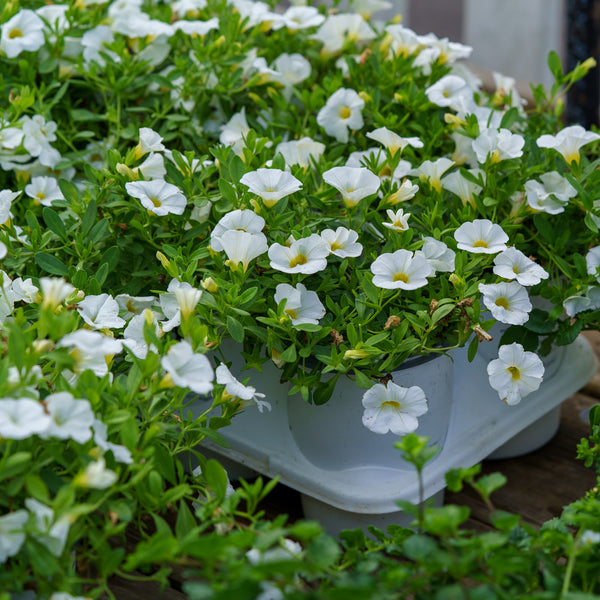 Calibrachoa