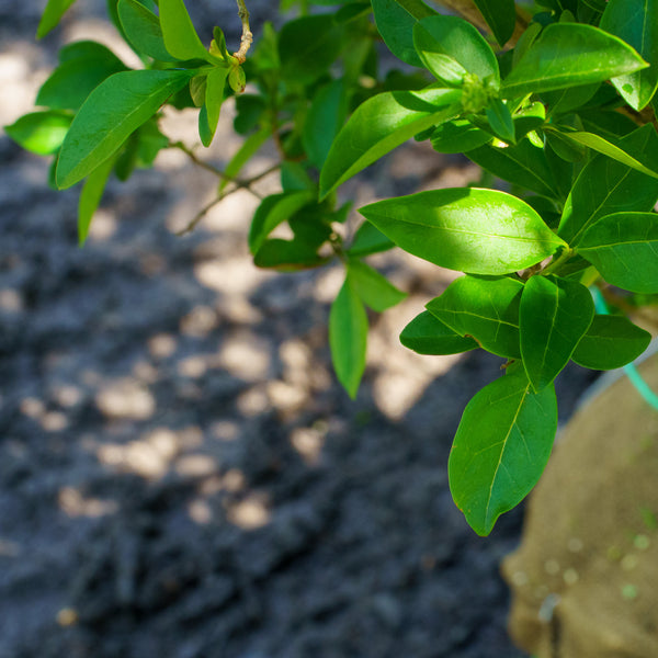 California Privet - Other Shrubs - Shrubs