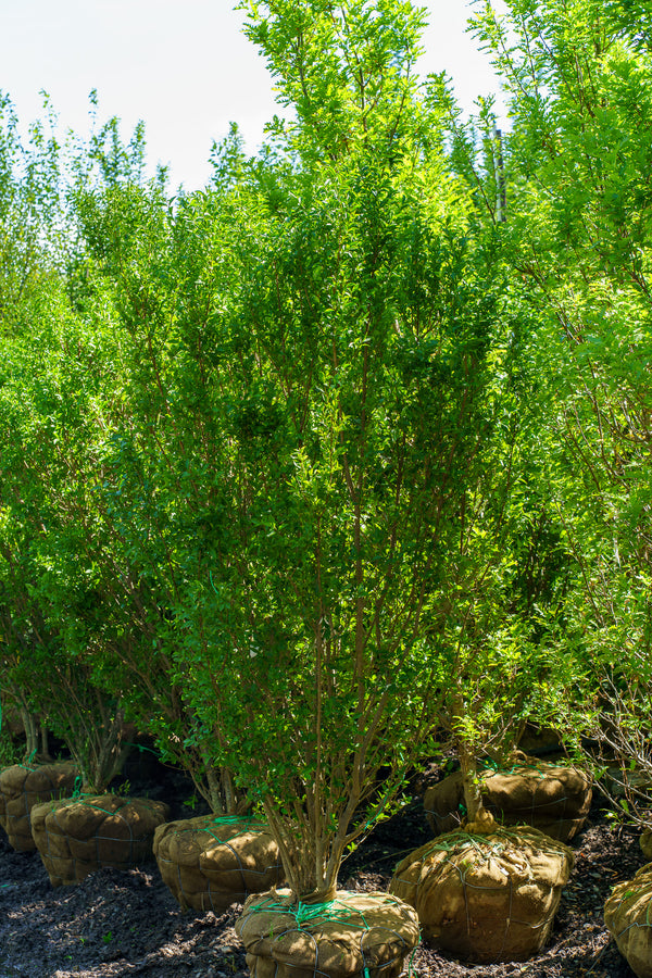 California Privet - Other Shrubs - Shrubs