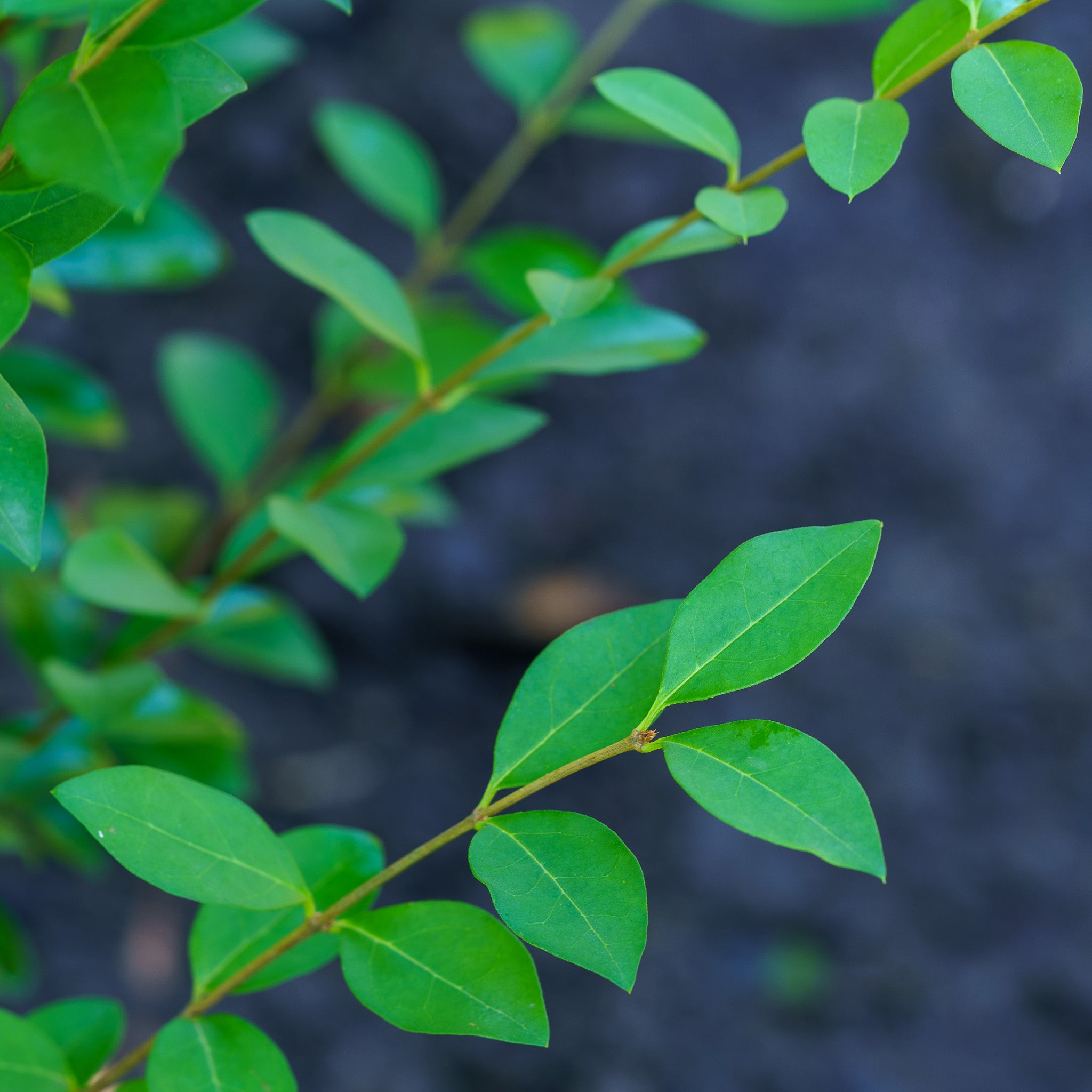 California Privet – Plant Detectives