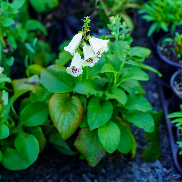 Camelot Cream Foxglove