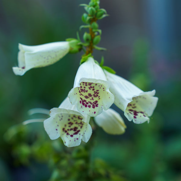 Camelot Cream Foxglove