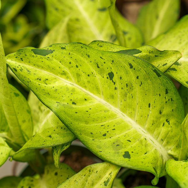 Camouflage Dieffenbachia