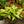 Load image into Gallery viewer, Camouflage Dieffenbachia
