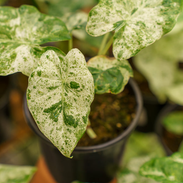 Camouflage Variegated Elephant Ear