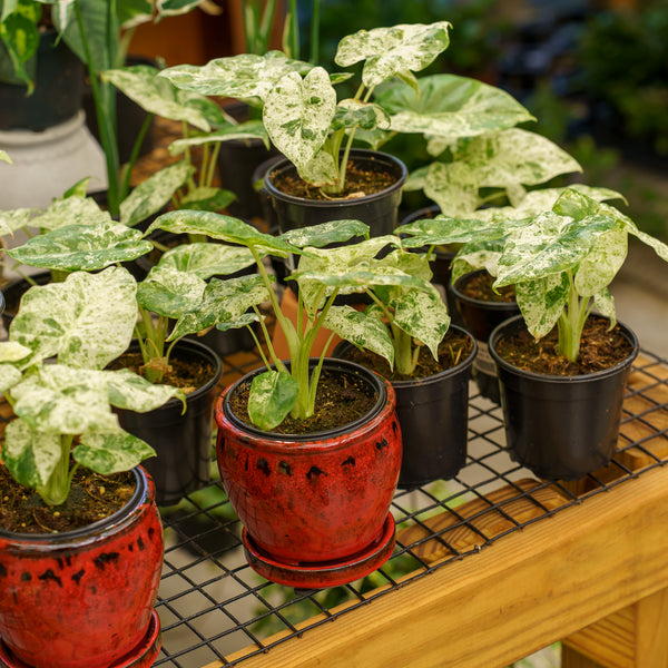 Camouflage Variegated Elephant Ear