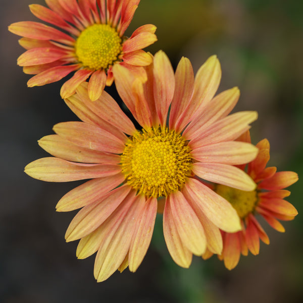 Campfire Glow Chrysanthemum