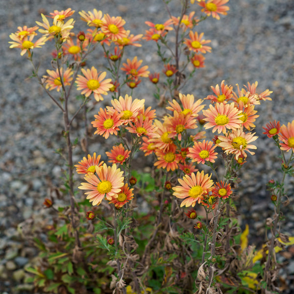 Campfire Glow Chrysanthemum