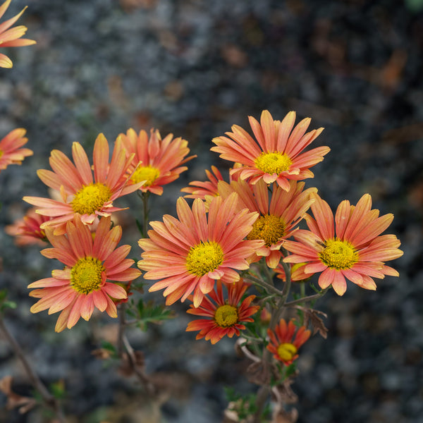 Campfire Glow Chrysanthemum