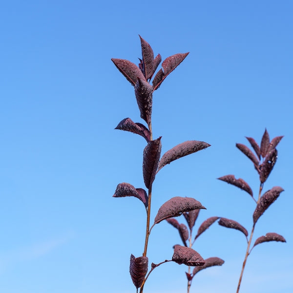 Canada Red Chokecherry