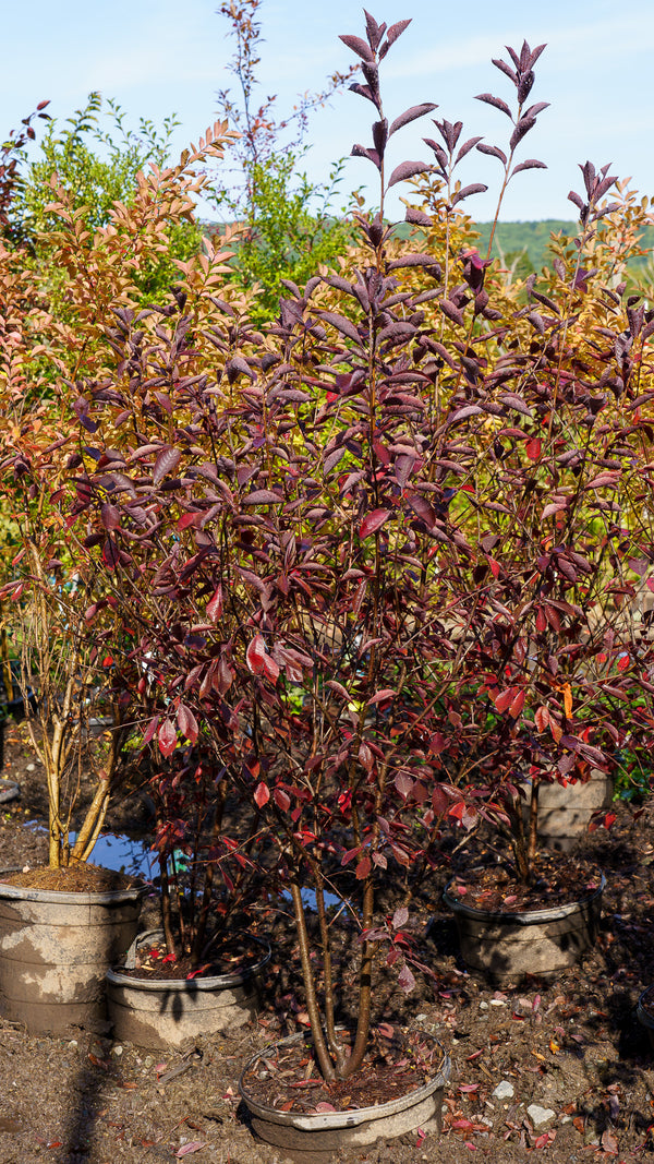 Canada Red Chokecherry