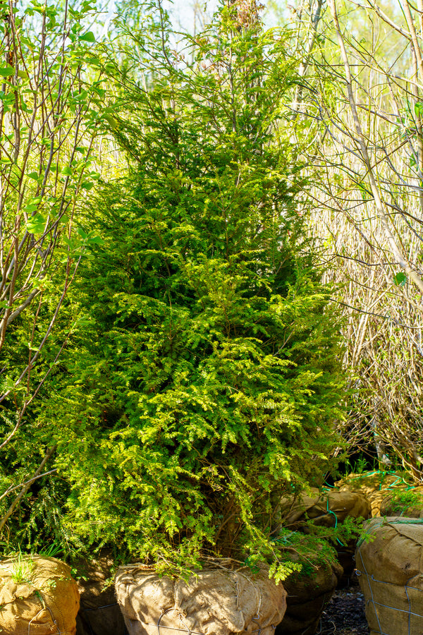 Candian Hemlock - Hemlock - Conifers