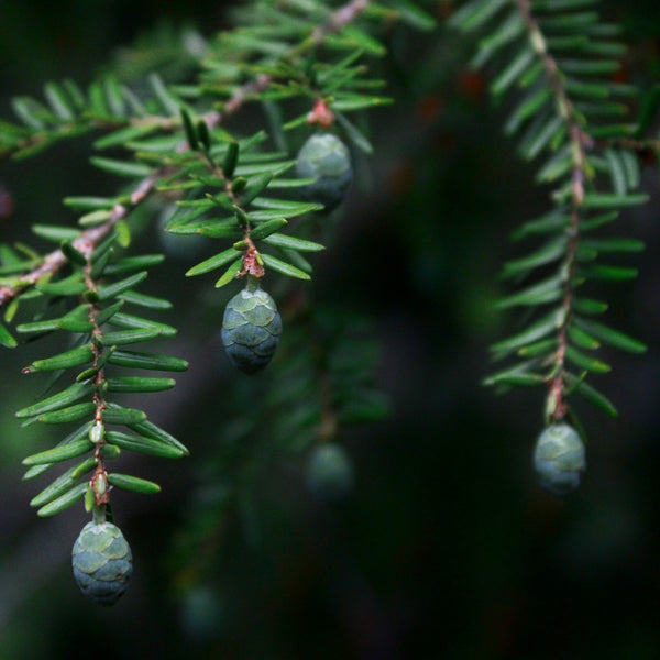 Candian Hemlock - Hemlock - Conifers