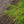 Load image into Gallery viewer, Candian Hemlock
