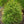 Load image into Gallery viewer, Candian Hemlock
