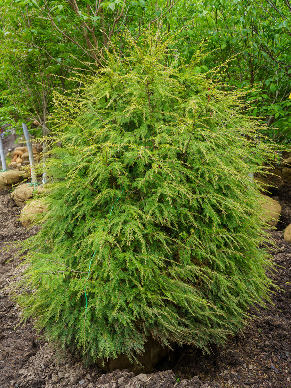 Candian Hemlock